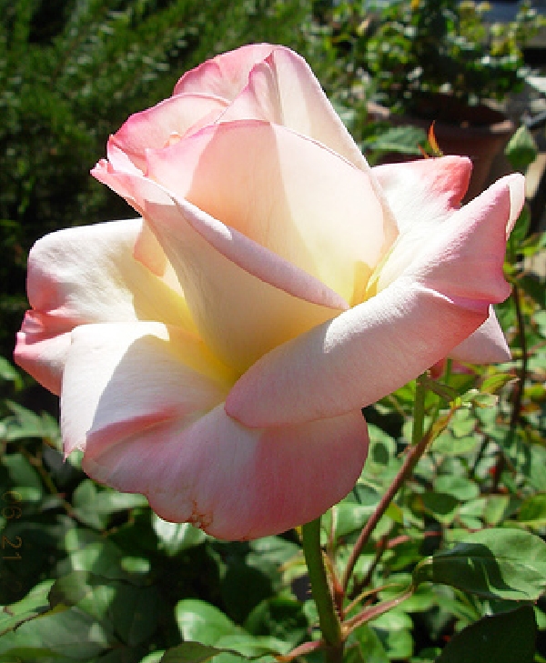 прекрасная роза. фото