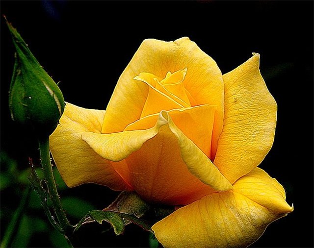Жёлтая роза.
